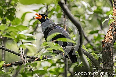 TheÂ common hill mynaÂ (Gracula religiosa) Stock Photo